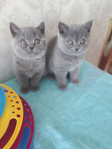 Briti kassipojad (3 foto / 9)