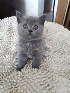 Briti kassipojad (6 foto / 9)