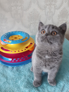 Британские котята девочка (4 фото из 9)