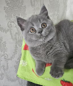 Британские котята (2 фото из 8)