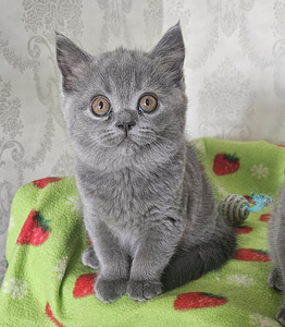 Британские котята (7 фото из 8)