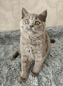 Briti kassipoeg (7 foto / 8)