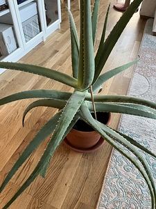 Aloe vera (Harilik aaloe) (1 foto / 5)