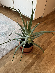 Aloe vera (Harilik aaloe) (3 foto / 5)