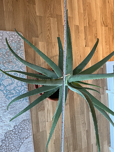 Aloe vera (Harilik aaloe) (5 foto / 5)