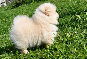 Щенок шпица (3 фото из 10)
