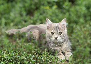 Kurili bobtail kassipojad (4 foto / 10)