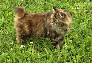 Kurili bobtail kassipojad (9 foto / 10)