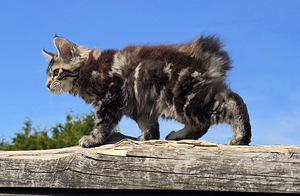 Väike ilves Kurili bobtail (7 foto / 10)