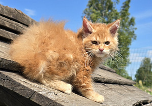 Väike ilves Kurili bobtail (1 foto / 10)