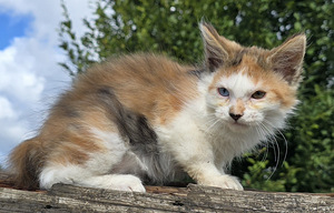 Väike ilves Kurili bobtail (7 foto / 10)