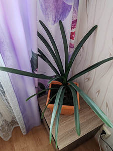 Toataim - Kliivia 70 cm koos potiga (1 foto / 3)