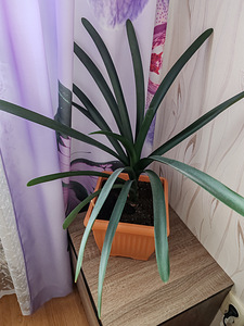 Toataim - Kliivia 70 cm koos potiga (3 foto / 3)