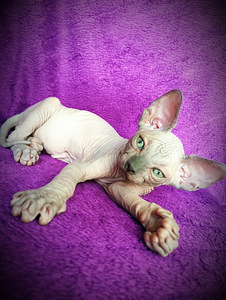 CanadaSphynx kassipojad (2 foto / 10)
