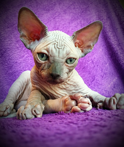 CanadaSphynx kassipojad (5 foto / 10)