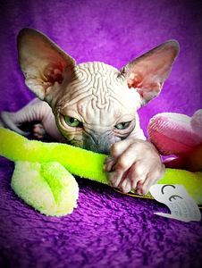 CanadaSphynx kassipojad (6 foto / 10)