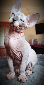 Canada sphynx kassipojad (9 foto / 10)