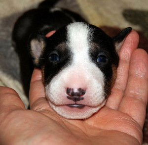 Minibullterjeri (3 valokuva sivusta 5)