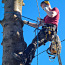 Ohtlikute puude ja okste tehniline langetamine (foto #2)