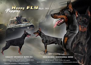 Dobermani kutsikas (1 foto / 3)
