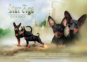 Miniature pinscher (1 foto / 2)