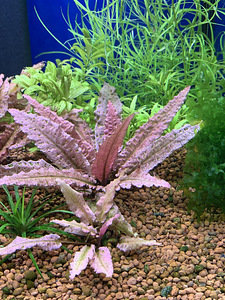 Криптокорина Фламинго (Cryptocoryne Flamingo) (1 фото из 1)