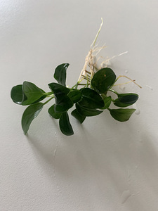 Anubias (anubias ) (1 foto / 2)