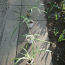 Травяная лилия / комнатное растение / размер M (фото #3)