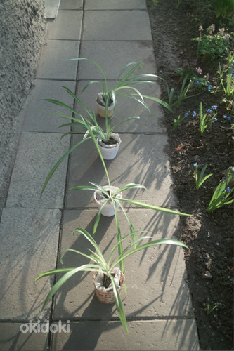 Травяная лилия / комнатное растение / размер M (фото #3)