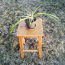 Травяная лилия / комнатное растение / размер L (фото #1)