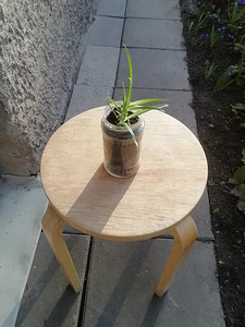 травяная лилия с кисточками / комнатное растение / размер S