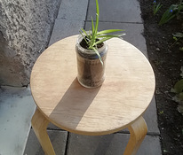 травяная лилия с кисточками / комнатное растение / размер S