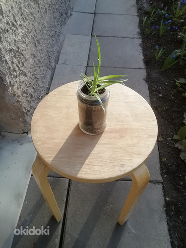 травяная лилия с кисточками / комнатное растение / размер S (фото #1)