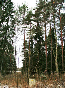 Sauna tee 11, Aespa, Kohila vald, Raplamaa (2 foto / 6)