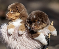 AUSTRALIAN SHEPHERDS
