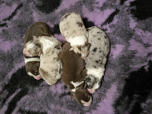 AUSTRALIAN SHEPHERDS (2 valokuva sivusta 7)