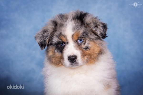 AUSTRALIAN SHEPHERDS