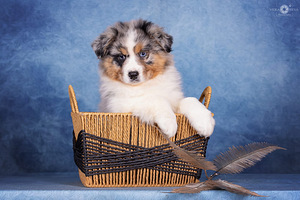 AUSTRALIAN SHEPHERDS (8 valokuva sivusta 10)