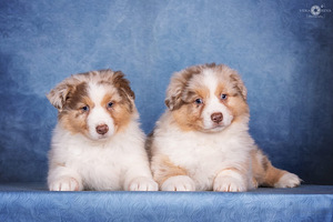 AUSTRALIAN SHEPHERDS (7 valokuva sivusta 10)