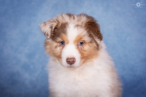 AUSTRALIAN SHEPHERDS (6 valokuva sivusta 10)