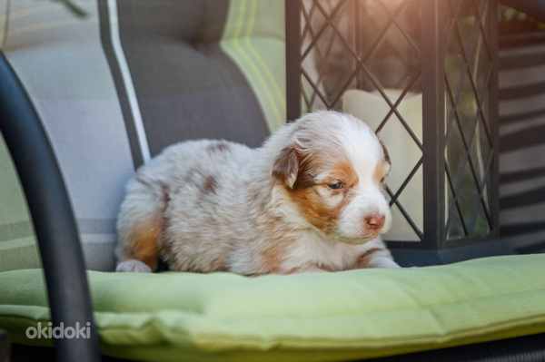 AUSTRALIAN SHEPHERDS (valokuva #6)