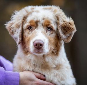 AUSTRALIAN SHEPHERDS (8 valokuva sivusta 8)