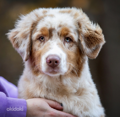 AUSTRALIAN SHEPHERDS (valokuva #8)