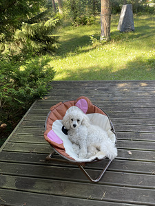 Toy puudel valge, kutsikas (3 foto / 3)