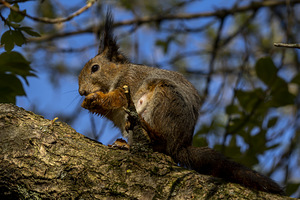 Canon EF 70-300mm F4.0-5.6 IS II USM (9 foto / 10)