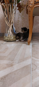 Kassipojad otsivad kodu/Котята ищут дом) (2 фото из 3)