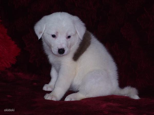Labrador (foto #1)