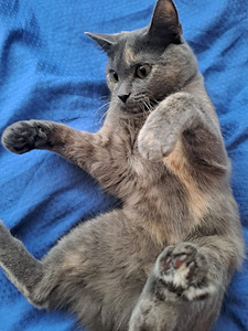 Ищем кота (2 фото из 2)