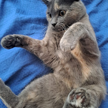 Ищем кота