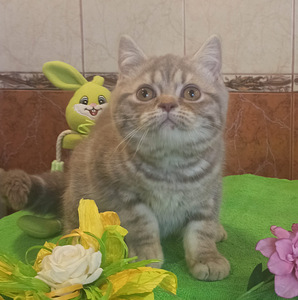Британские котята (3 фото из 9)